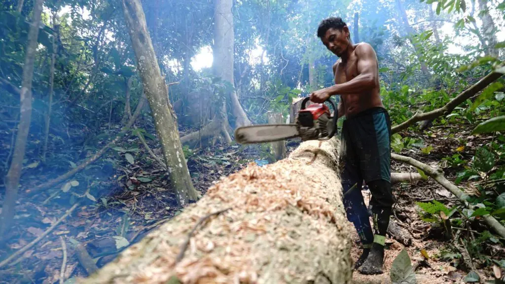 deforestation via illegal logging in the amazon rainforest