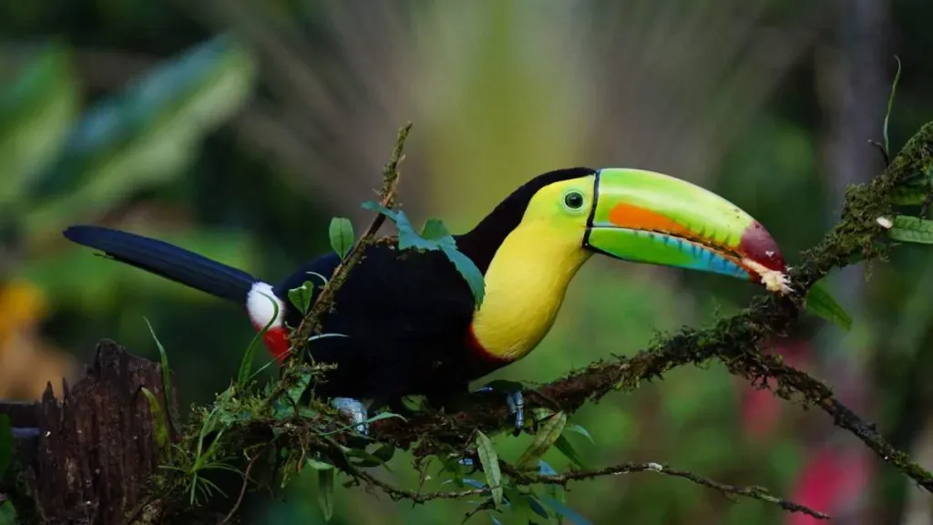 biodiversity in the amazon rainforest