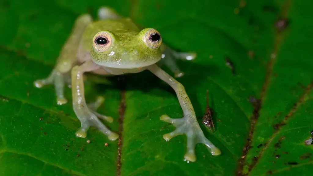 Glasfrosch
