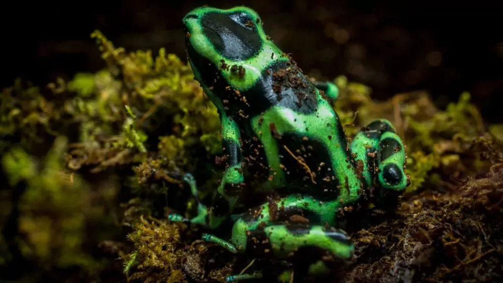 poison dart frog in the tropical rainforest