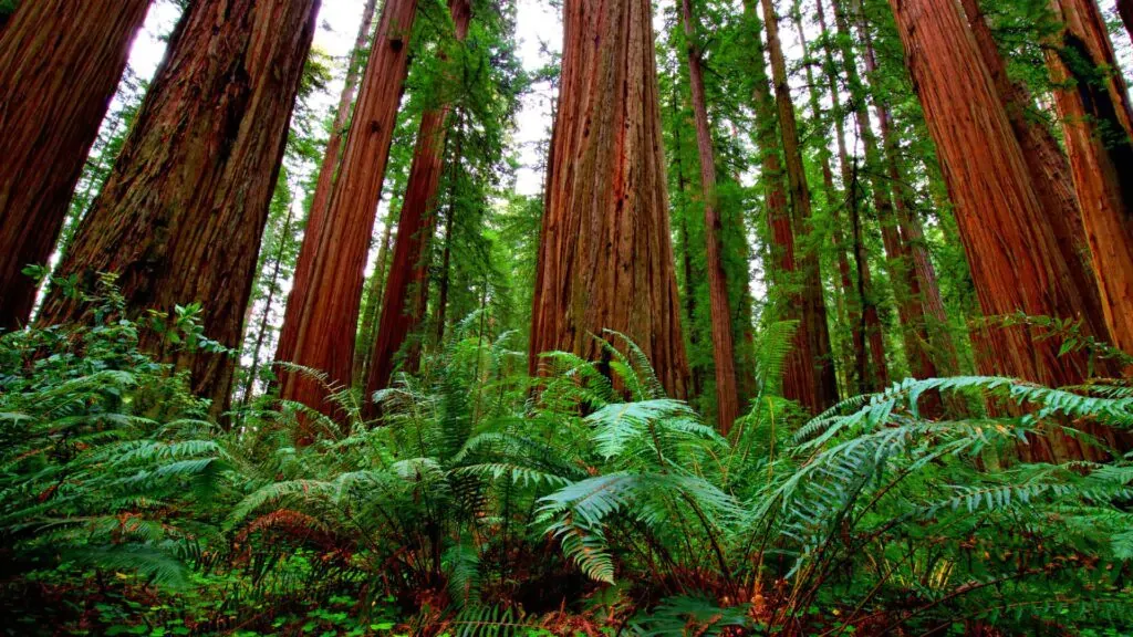 Redwood and ferns in a temperate Rainforest