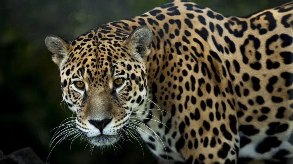 jaguars in need of protection and conservation in the amazon
