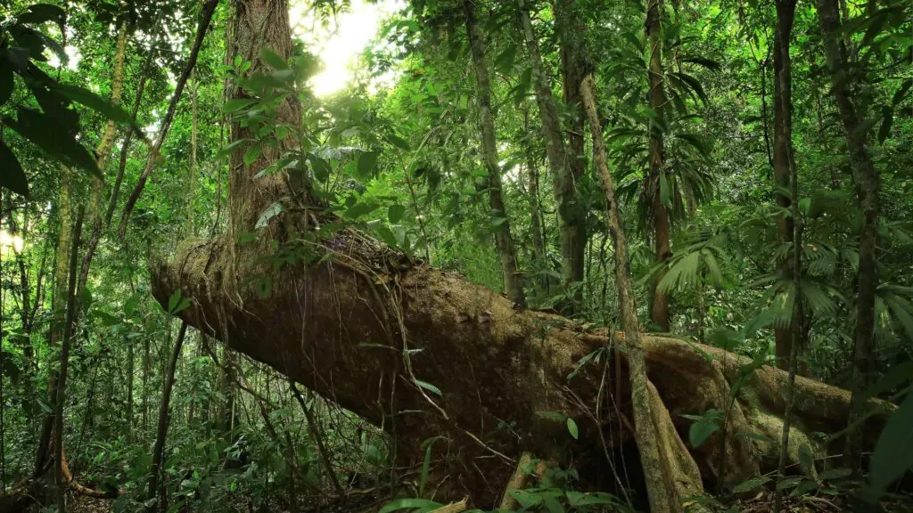 Amazonas Tropische Regenwälder