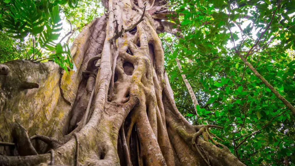 old growth forests tree
