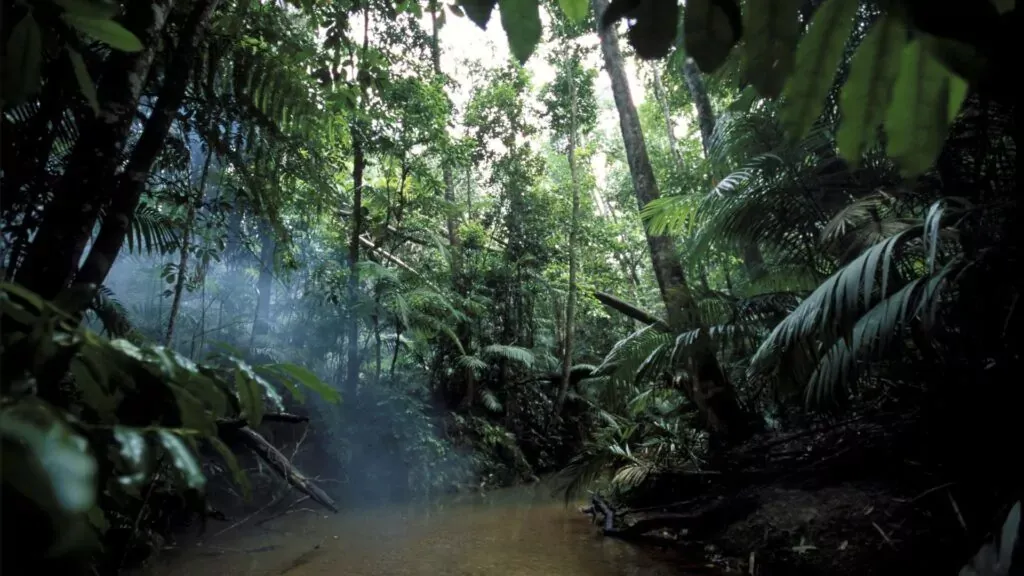 Amazon Tropical Rainforest