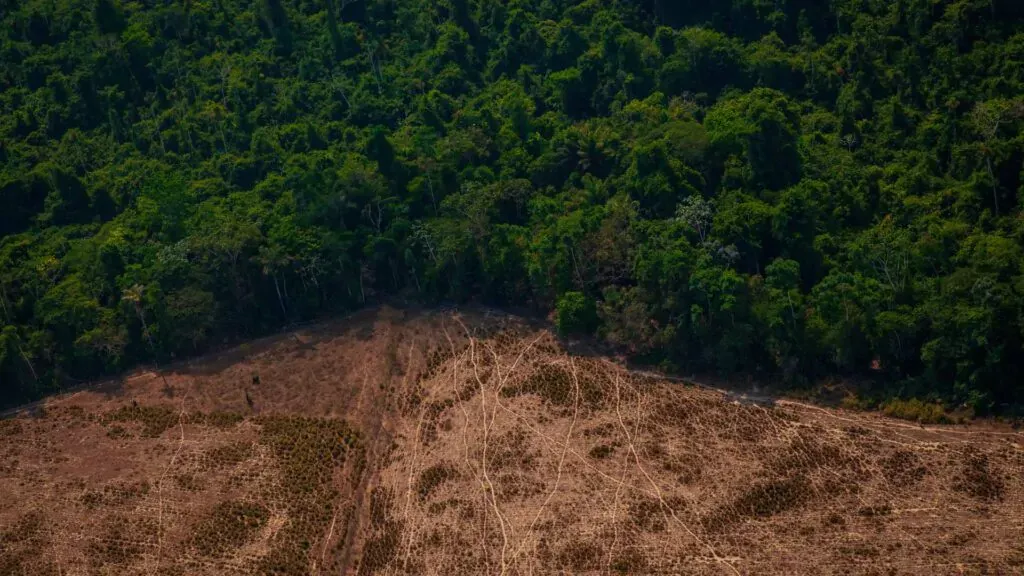 deforestation in Amazon Forests