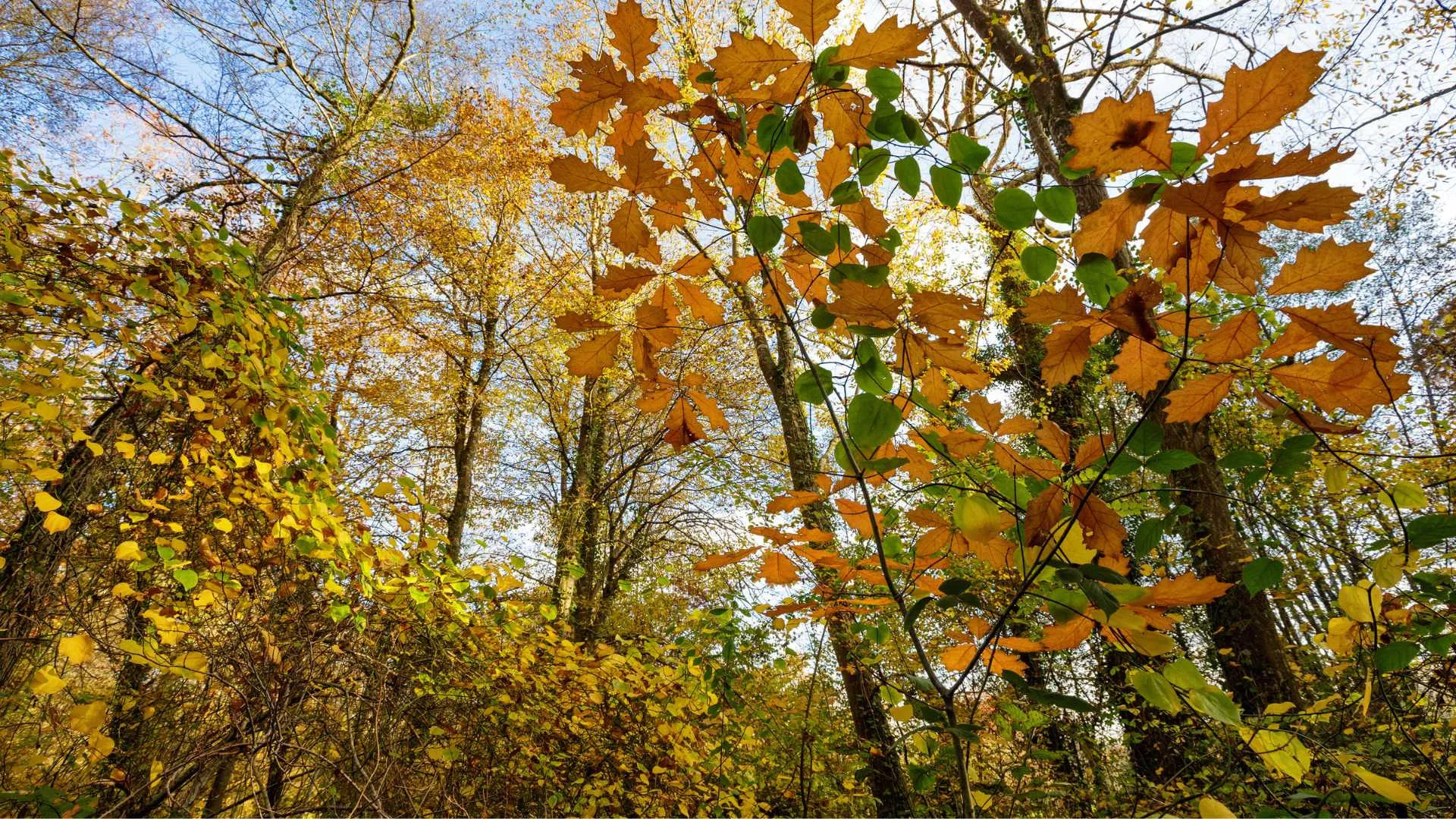 Temperierte Regenwälder im Herbst
