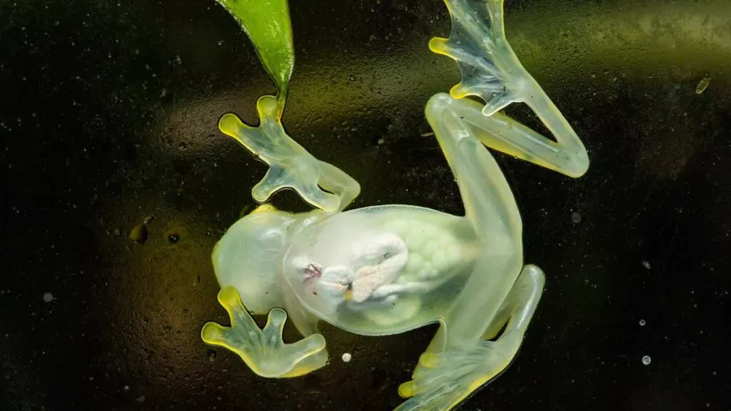 Amazon Glass Frog