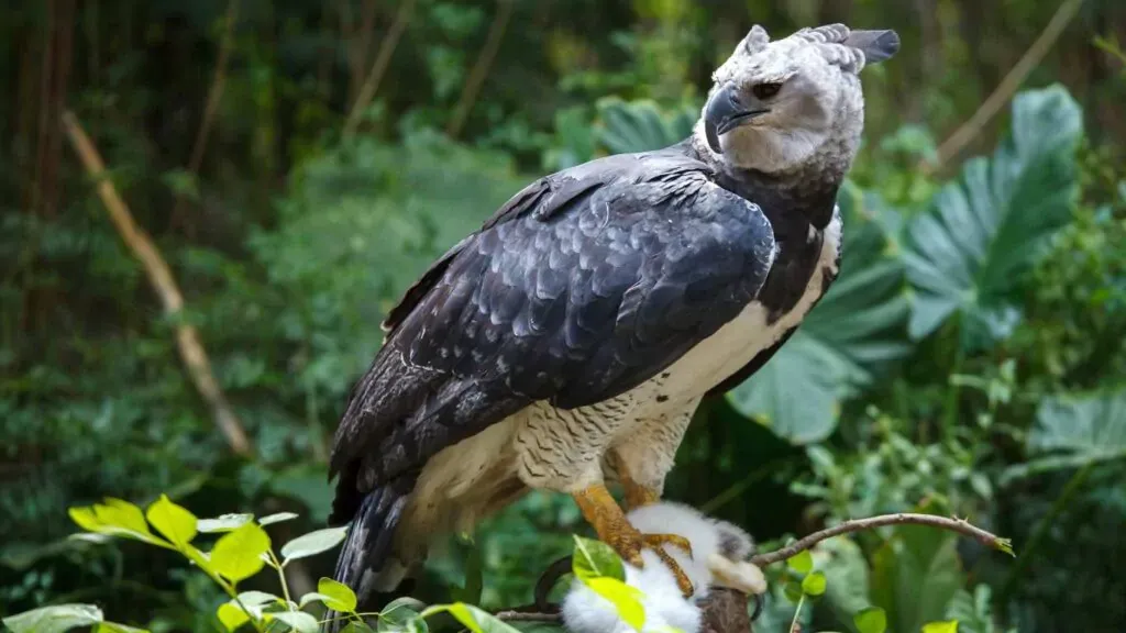 Amazon Harpy Eagle