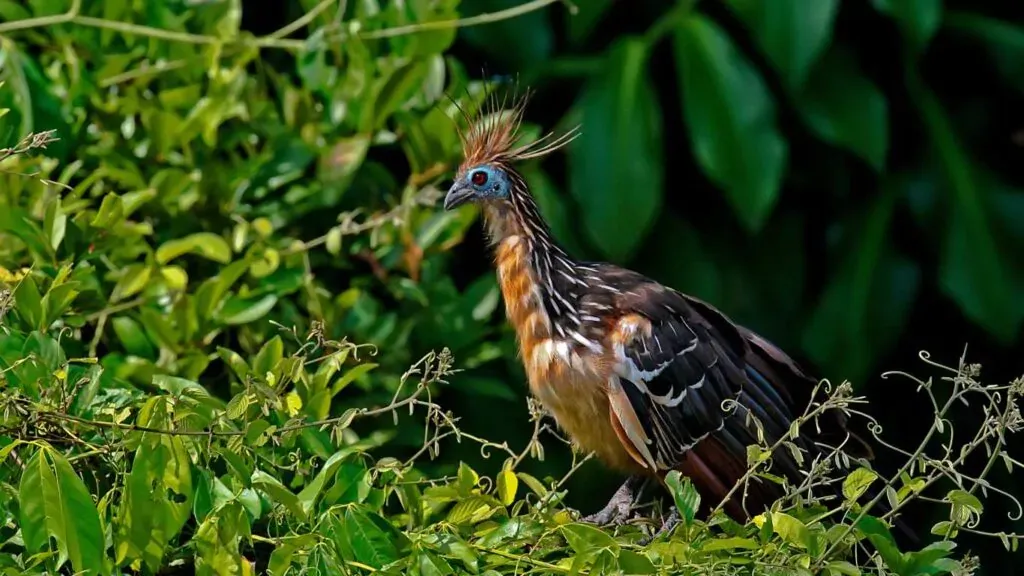 Hoatzin