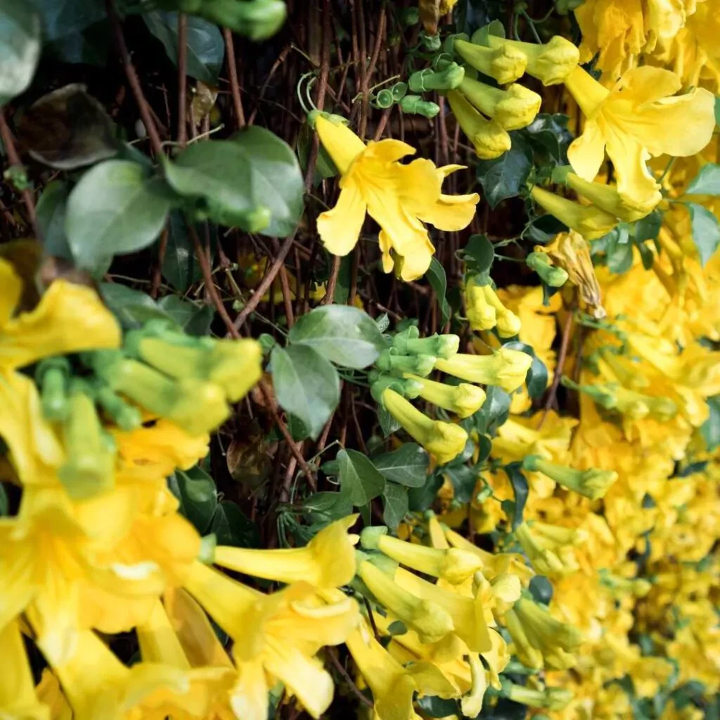 amazon cat claw vine