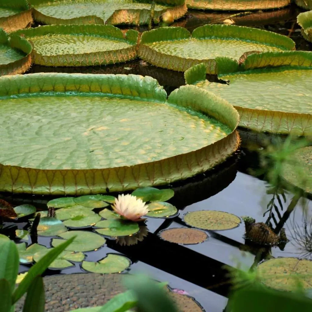 Amazon giant water lily