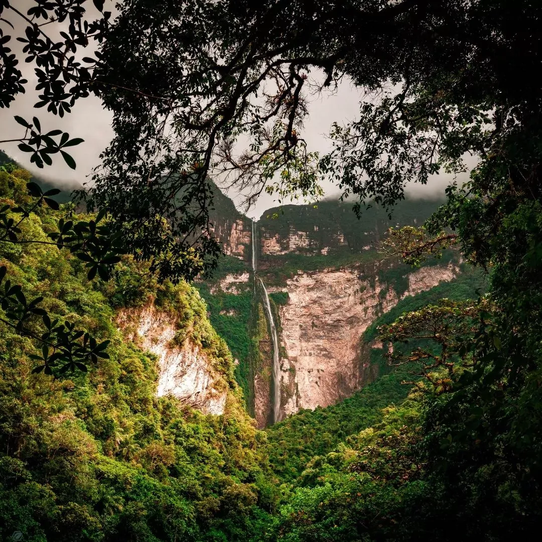 Pflanzen des Amazonas-Regenwaldes