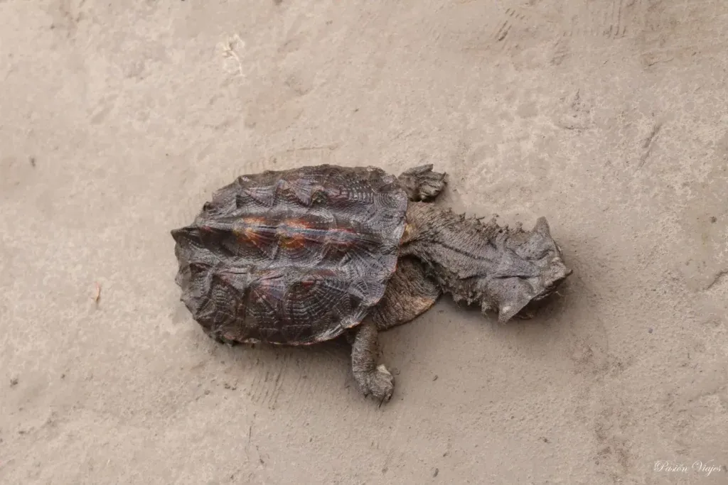 Amazon River Mata Mata Turtle
