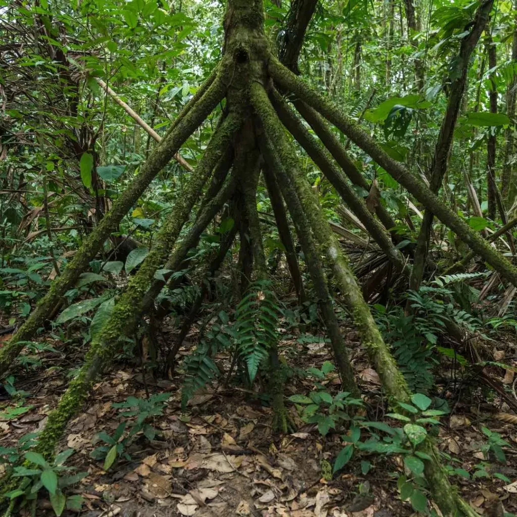 Amazon walking tree