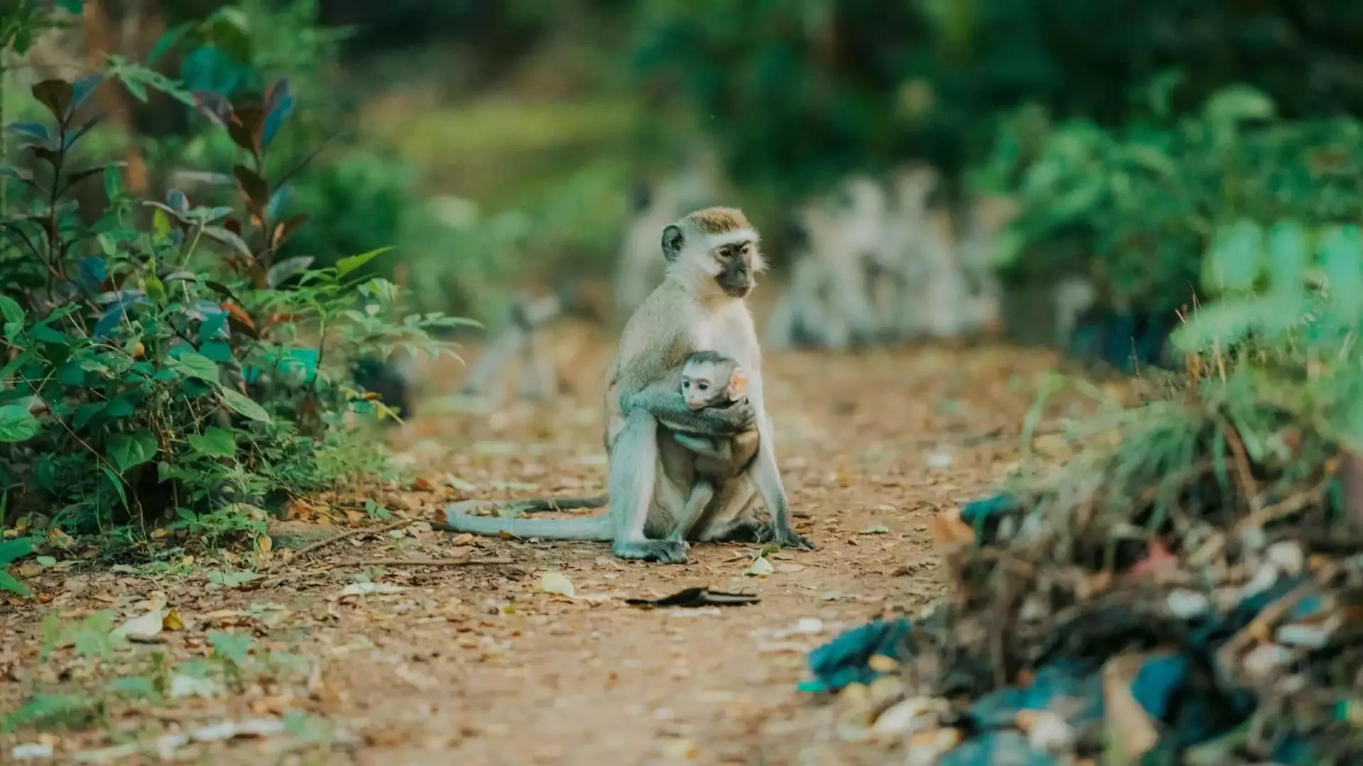 save nature, protect rainforest by owning a nature reserve