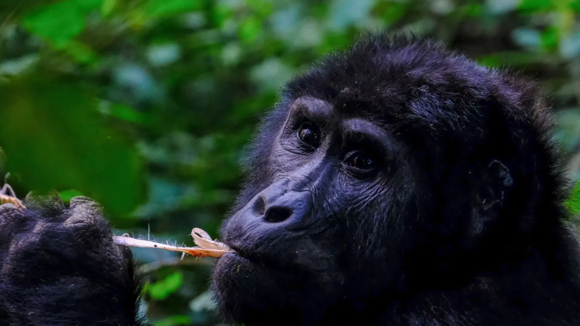 congo rainforest glorilla