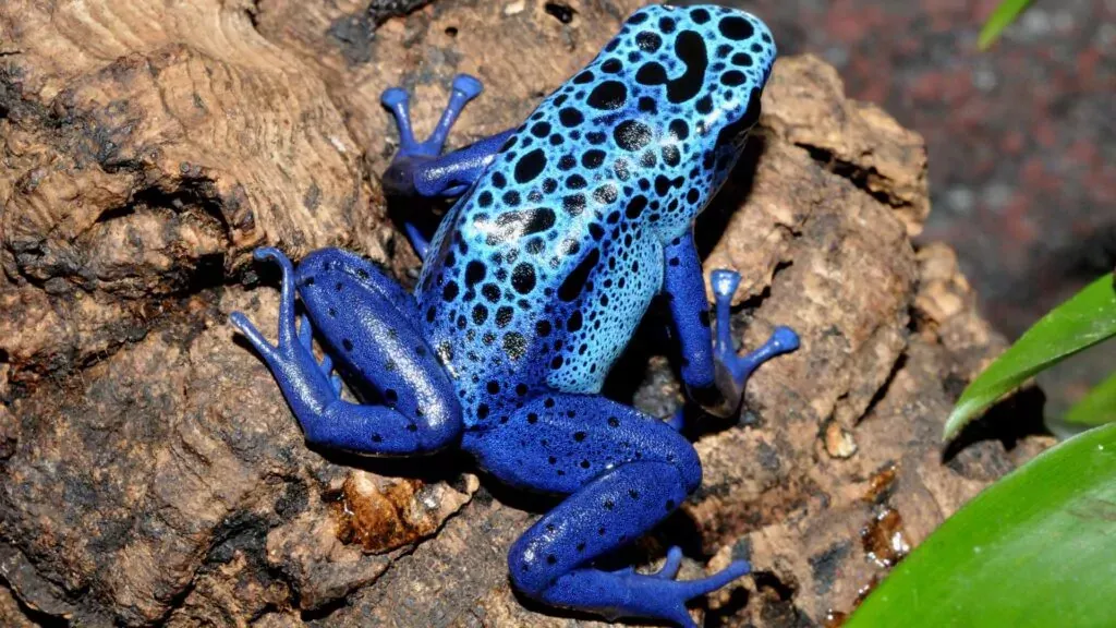 Blue poison dart frog