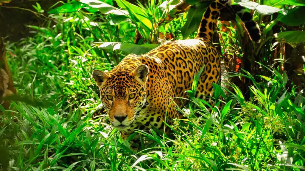 Jaguars in the amazon rainforest