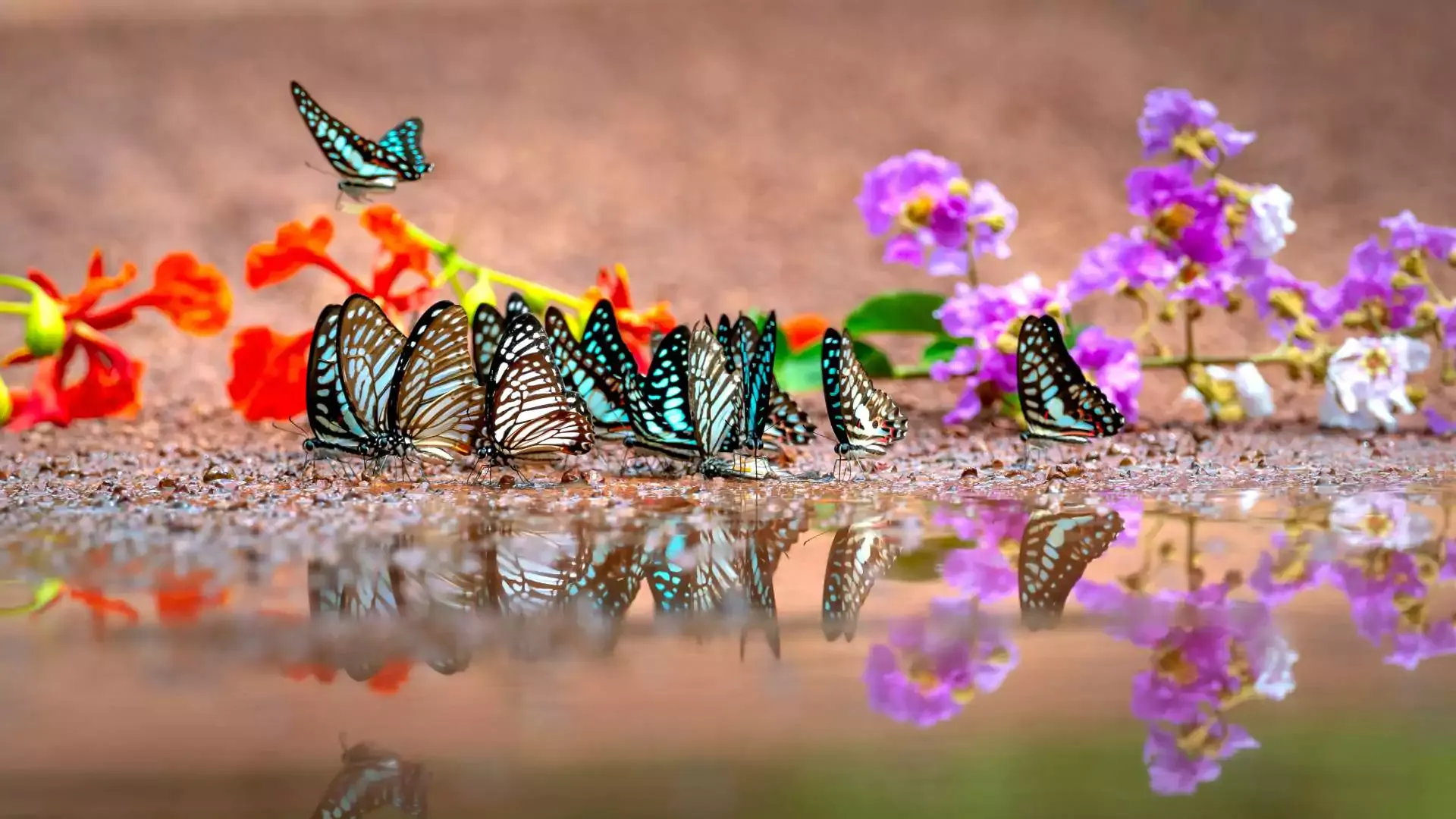 Amazon butterflies