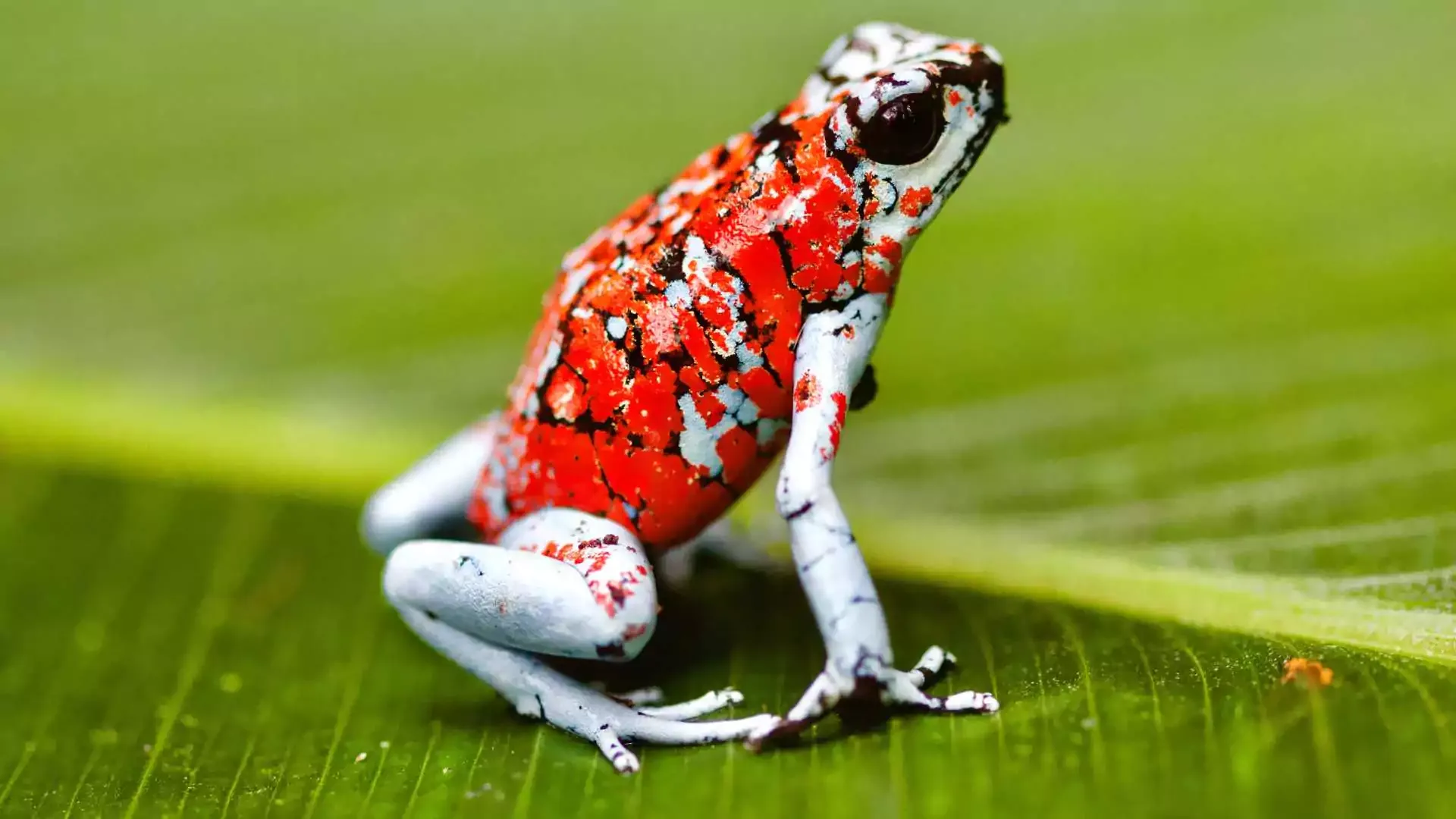 Poison Dart Frogs