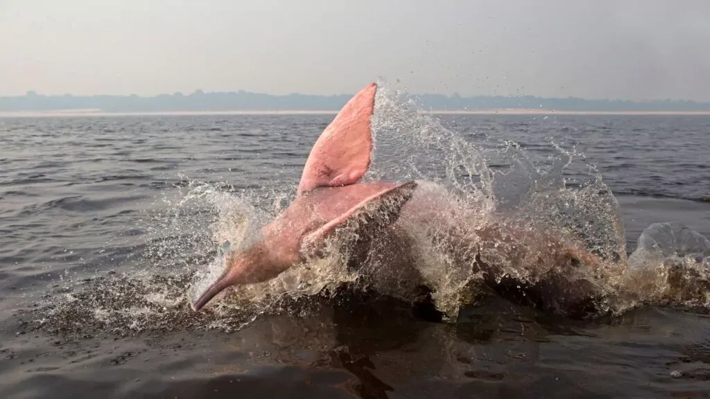 Amazon River Dolphin