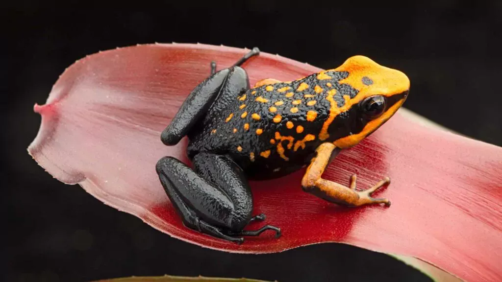Poison Dart Frogs