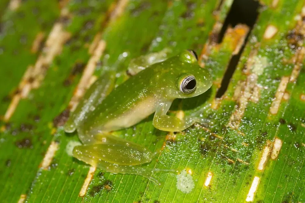 GLASS FROG
