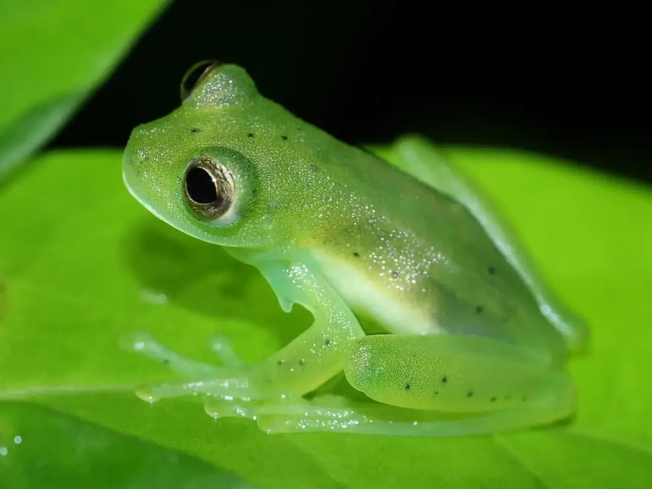 Glass Frog