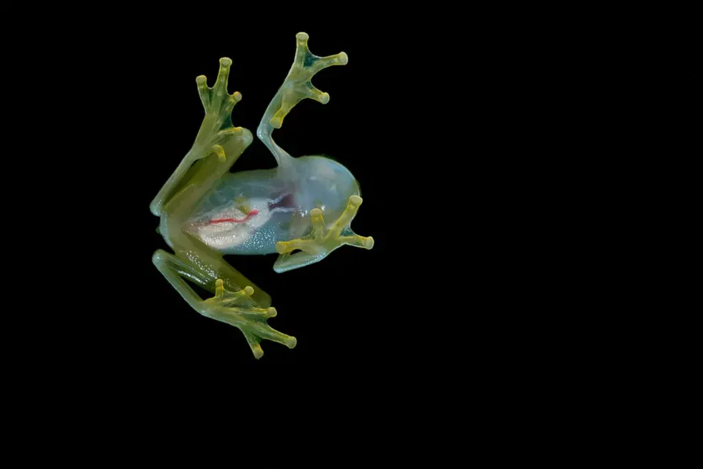 GLASS FROG