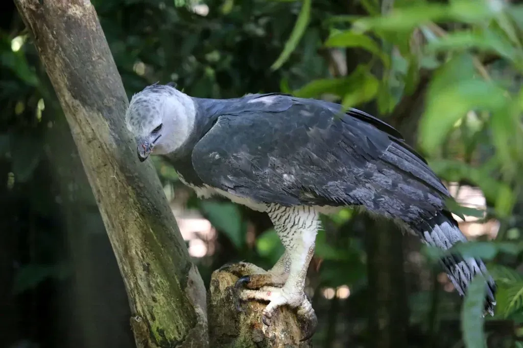 Harpy Eagle of the amazon