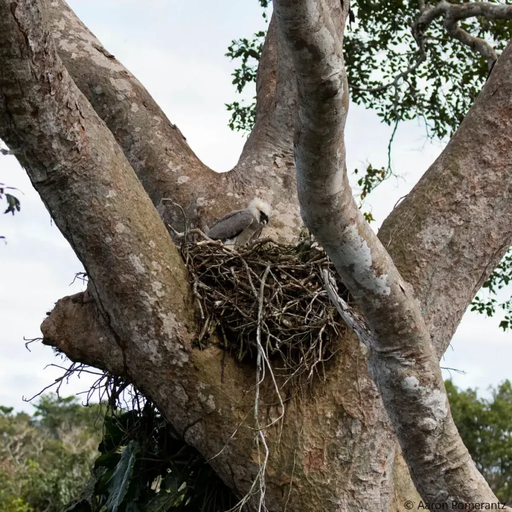 Harpy Eagle nest in the amazon