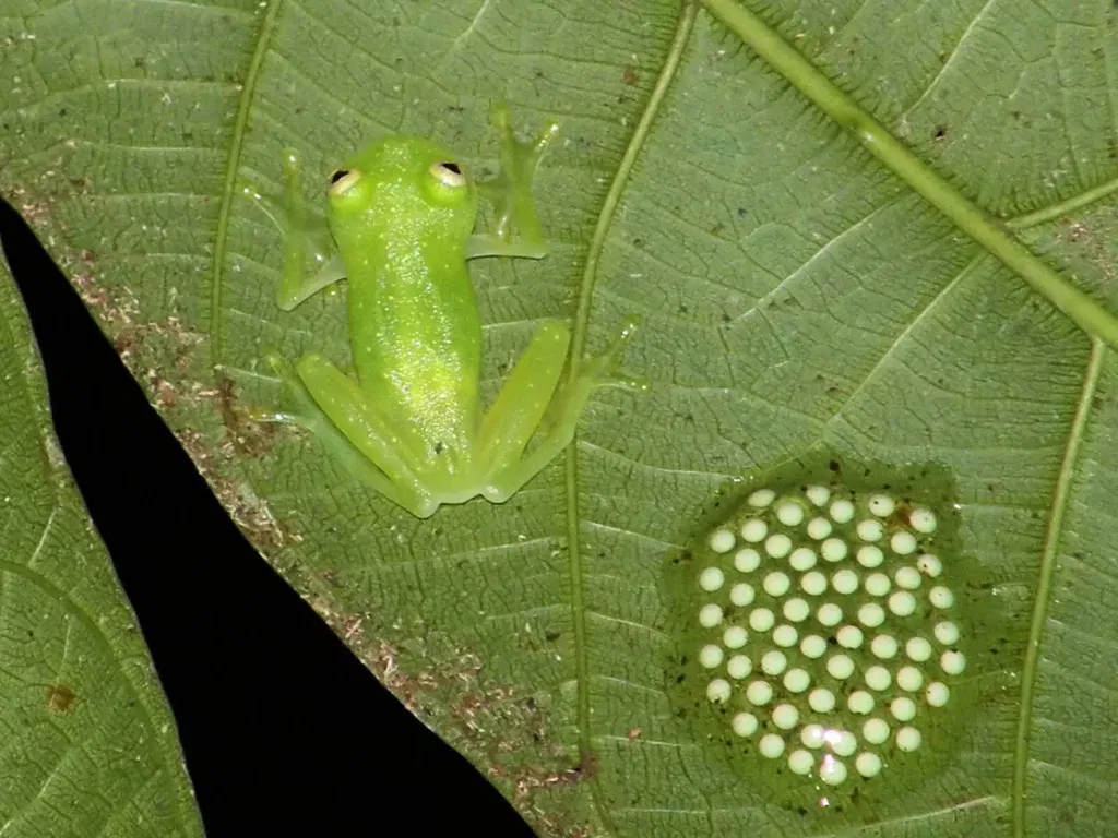 GLASS FROG