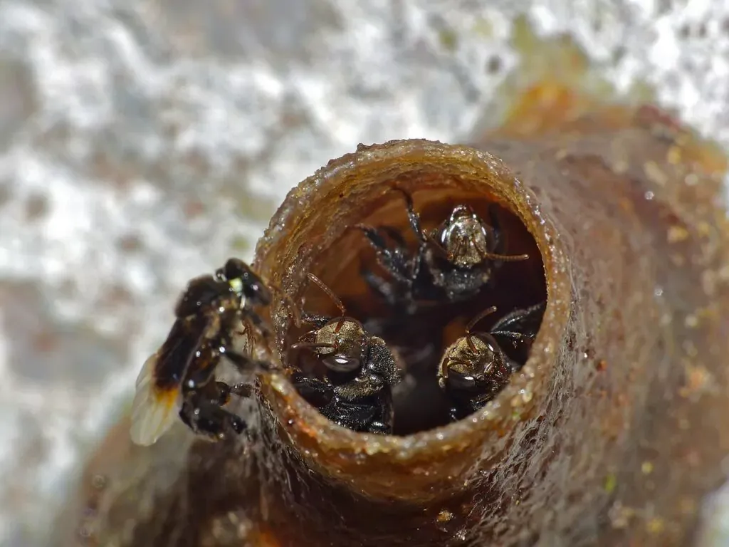 stingless bees
