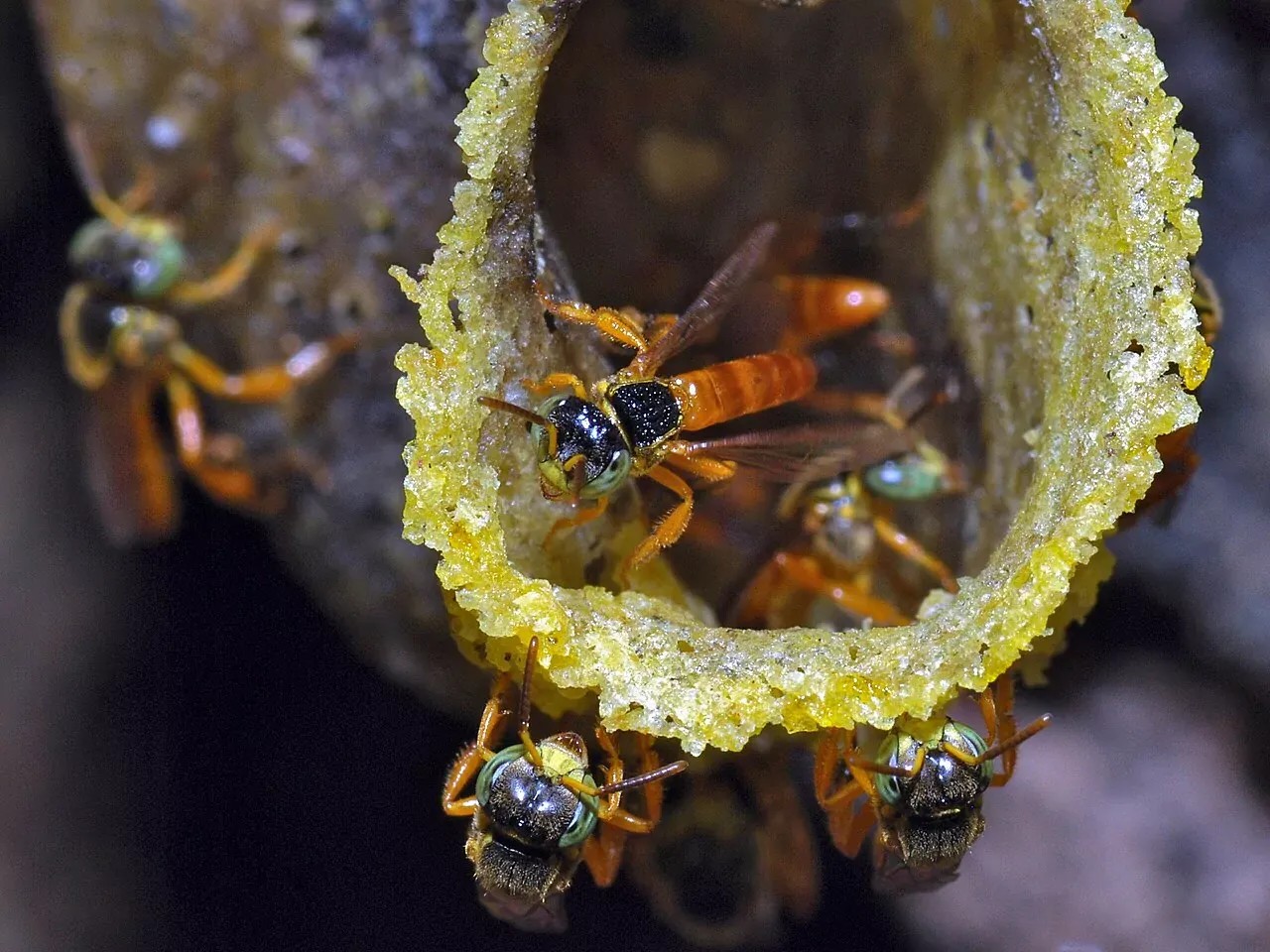 Stingless Bees