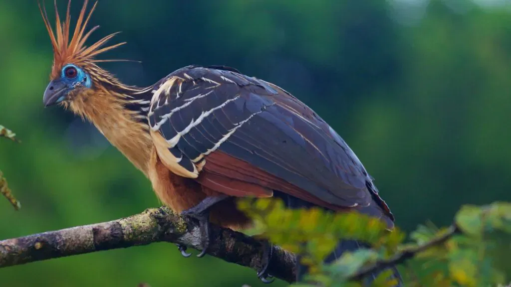rainforest animals hoatzin