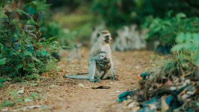 save nature, protect rainforest by owning a nature reserve