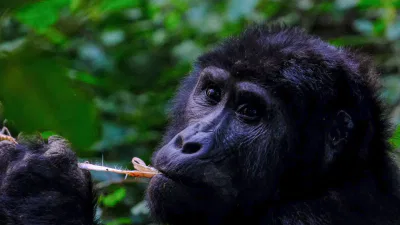 congo rainforest glorilla